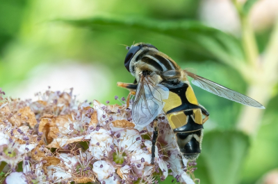 Ik had snel wat originele foto's nodig en wilde daarvoor in de tuin een aantal hommels fotograferen. Deze Citroenpendelvlieg vloog daartussen en ik was best tevreden over het eindresultaat.