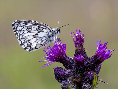 <i class='fa fa-user'></i>&nbsp;Mignon-Creative&nbsp;|  Dambordje&nbsp; <i class='fa fa-eye'>&nbsp;61</i> &nbsp;<i class='fa fa-thumbs-up'>&nbsp;5</i> &nbsp; <i class='fa fa-comment-o'>&nbsp;4</i>