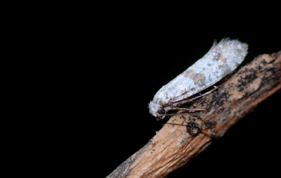 <i class='fa fa-user'></i>&nbsp;rixte&nbsp;|  Doornspinnertje&nbsp; <i class='fa fa-eye'>&nbsp;47</i> &nbsp;<i class='fa fa-thumbs-up'>&nbsp;1</i> &nbsp; <i class='fa fa-comment-o'>&nbsp;1</i>