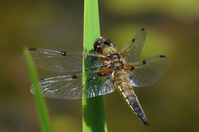 <i class='fa fa-user'></i>&nbsp;A. Soeting&nbsp;|  Viervlek&nbsp; <i class='fa fa-eye'>&nbsp;58</i> &nbsp;<i class='fa fa-thumbs-up'>&nbsp;4</i> &nbsp; <i class='fa fa-comment-o'>&nbsp;3</i>