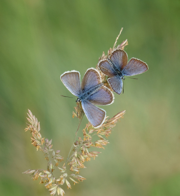 <i class='fa fa-user'></i>&nbsp;Jurgen Maassen&nbsp;|  Heideblauwtje&nbsp; <i class='fa fa-eye'>&nbsp;121</i> &nbsp;<i class='fa fa-thumbs-up'>&nbsp;13</i> &nbsp; <i class='fa fa-comment-o'>&nbsp;8</i>