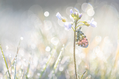 <i class='fa fa-user'></i>&nbsp;EllenStegeman&nbsp;|  Oranjetipje&nbsp; <i class='fa fa-eye'>&nbsp;116</i> &nbsp;<i class='fa fa-thumbs-up'>&nbsp;3</i> &nbsp; <i class='fa fa-comment-o'>&nbsp;7</i>