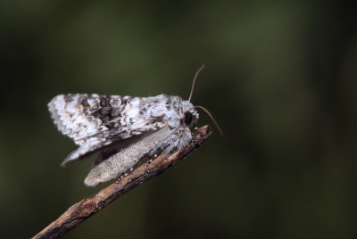 <i class='fa fa-user'></i>&nbsp;rixte&nbsp;|  Tweekleurige Uil&nbsp; <i class='fa fa-eye'>&nbsp;61</i> &nbsp;<i class='fa fa-thumbs-up'>&nbsp;3</i> &nbsp; <i class='fa fa-comment-o'>&nbsp;2</i>