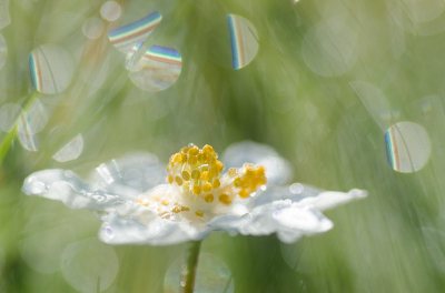 <i class='fa fa-user'></i>&nbsp;Truus Aletta Maan&nbsp;|  Bosanemoon&nbsp; <i class='fa fa-eye'>&nbsp;83</i> &nbsp;<i class='fa fa-thumbs-up'>&nbsp;3</i> &nbsp; <i class='fa fa-comment-o'>&nbsp;6</i>