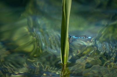 <i class='fa fa-user'></i>&nbsp;Loes Belovics&nbsp;|  Watersnuffel&nbsp; <i class='fa fa-eye'>&nbsp;117</i> &nbsp;<i class='fa fa-thumbs-up'>&nbsp;7</i> &nbsp; <i class='fa fa-comment-o'>&nbsp;9</i>