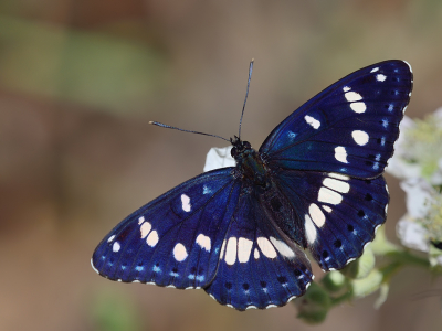 <i class='fa fa-user'></i>&nbsp;josephine&nbsp;|  Blauwe IJsvogelvlinder&nbsp; <i class='fa fa-eye'>&nbsp;175</i> &nbsp;<i class='fa fa-thumbs-up'>&nbsp;13</i> &nbsp; <i class='fa fa-comment-o'>&nbsp;11</i>