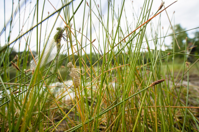 <i class='fa fa-user'></i>&nbsp;Arjen Drost&nbsp;|  Oostelijke Witsnuitlibel&nbsp; <i class='fa fa-eye'>&nbsp;87</i> &nbsp;<i class='fa fa-thumbs-up'>&nbsp;1</i> &nbsp; <i class='fa fa-comment-o'>&nbsp;3</i>