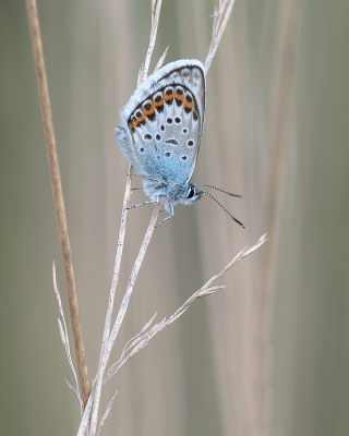 <i class='fa fa-user'></i>&nbsp;Johan van Gurp&nbsp;|  Heideblauwtje&nbsp; <i class='fa fa-eye'>&nbsp;53</i> &nbsp;<i class='fa fa-thumbs-up'>&nbsp;2</i> &nbsp; <i class='fa fa-comment-o'>&nbsp;3</i>