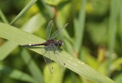 <i class='fa fa-user'></i>&nbsp;Jelle Bakker&nbsp;|  Gevlekte Witsnuitlibel&nbsp; <i class='fa fa-eye'>&nbsp;59</i> &nbsp;<i class='fa fa-thumbs-up'>&nbsp;1</i> &nbsp; <i class='fa fa-comment-o'>&nbsp;0</i>