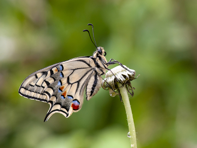 <i class='fa fa-user'></i>&nbsp;Mignon-Creative&nbsp;|  Koninginnenpage&nbsp; <i class='fa fa-eye'>&nbsp;96</i> &nbsp;<i class='fa fa-thumbs-up'>&nbsp;7</i> &nbsp; <i class='fa fa-comment-o'>&nbsp;4</i>