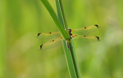 <i class='fa fa-user'></i>&nbsp;Ben Aalders&nbsp;|  Viervlek&nbsp; <i class='fa fa-eye'>&nbsp;56</i> &nbsp;<i class='fa fa-thumbs-up'>&nbsp;1</i> &nbsp; <i class='fa fa-comment-o'>&nbsp;1</i>