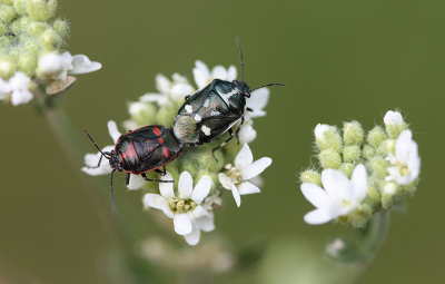 <i class='fa fa-user'></i>&nbsp;Paul Vandebroek&nbsp;|  Koolschildwants&nbsp; <i class='fa fa-eye'>&nbsp;78</i> &nbsp;<i class='fa fa-thumbs-up'>&nbsp;5</i> &nbsp; <i class='fa fa-comment-o'>&nbsp;7</i>