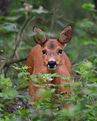 <i class='fa fa-user'></i>&nbsp;robert-jan&nbsp;|  Ree&nbsp; <i class='fa fa-eye'>&nbsp;88</i> &nbsp;<i class='fa fa-thumbs-up'>&nbsp;2</i> &nbsp; <i class='fa fa-comment-o'>&nbsp;3</i>