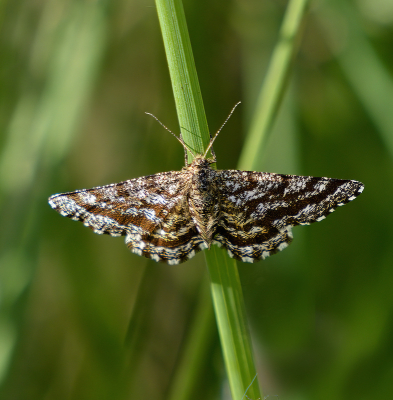 <i class='fa fa-user'></i>&nbsp;janvangastel&nbsp;|  Gewone Heispanner&nbsp; <i class='fa fa-eye'>&nbsp;60</i> &nbsp;<i class='fa fa-thumbs-up'>&nbsp;1</i> &nbsp; <i class='fa fa-comment-o'>&nbsp;1</i>