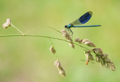 <i class='fa fa-user'></i>&nbsp;Jurgen Maassen&nbsp;|  Weidebeekjuffer&nbsp; <i class='fa fa-eye'>&nbsp;104</i> &nbsp;<i class='fa fa-thumbs-up'>&nbsp;9</i> &nbsp; <i class='fa fa-comment-o'>&nbsp;12</i>