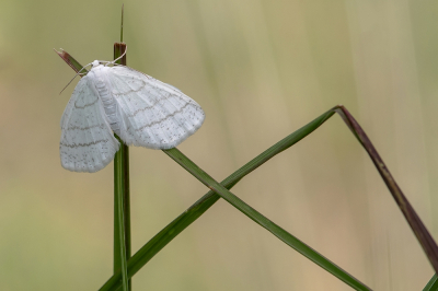 <i class='fa fa-user'></i>&nbsp;Johan van Gurp&nbsp;|  Witte Grijsbandspanner&nbsp; <i class='fa fa-eye'>&nbsp;64</i> &nbsp;<i class='fa fa-thumbs-up'>&nbsp;7</i> &nbsp; <i class='fa fa-comment-o'>&nbsp;6</i>