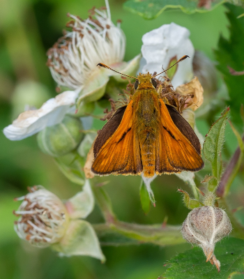 <i class='fa fa-user'></i>&nbsp;Tim Oord&nbsp;|  Groot Dikkopje&nbsp; <i class='fa fa-eye'>&nbsp;63</i> &nbsp; <i class='fa fa-comment-o'>&nbsp;2</i>