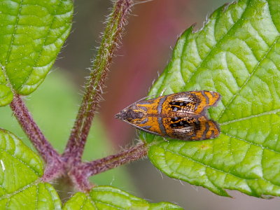 <i class='fa fa-user'></i>&nbsp;Tim Oord&nbsp;|  Geisha&nbsp; <i class='fa fa-eye'>&nbsp;93</i> &nbsp;<i class='fa fa-thumbs-up'>&nbsp;4</i> &nbsp; <i class='fa fa-comment-o'>&nbsp;6</i>