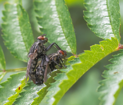 <i class='fa fa-user'></i>&nbsp;Tim Oord&nbsp;|  Grijze Vleesvlieg&nbsp; <i class='fa fa-eye'>&nbsp;66</i> &nbsp;<i class='fa fa-thumbs-up'>&nbsp;7</i> &nbsp; <i class='fa fa-comment-o'>&nbsp;2</i>