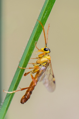 <i class='fa fa-user'></i>&nbsp;pietwil&nbsp;|  Tenthredopsis sp.&nbsp; <i class='fa fa-eye'>&nbsp;73</i> &nbsp;<i class='fa fa-thumbs-up'>&nbsp;2</i> &nbsp; <i class='fa fa-comment-o'>&nbsp;5</i>