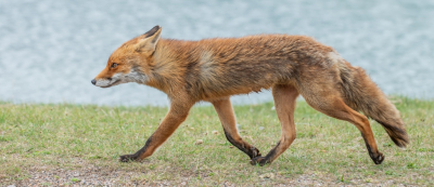 <i class='fa fa-user'></i>&nbsp;pietwil&nbsp;|  Vos&nbsp; <i class='fa fa-eye'>&nbsp;120</i> &nbsp;<i class='fa fa-thumbs-up'>&nbsp;3</i> &nbsp; <i class='fa fa-comment-o'>&nbsp;2</i>