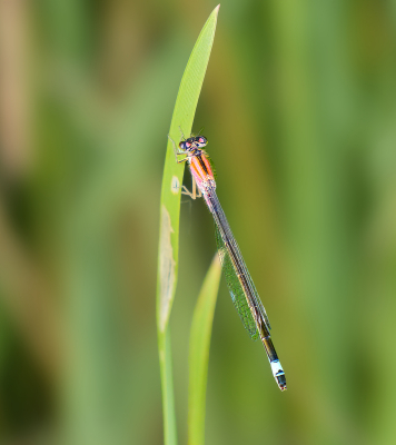 <i class='fa fa-user'></i>&nbsp;janvangastel&nbsp;|  Lantaarntje&nbsp; <i class='fa fa-eye'>&nbsp;57</i> &nbsp; <i class='fa fa-comment-o'>&nbsp;2</i>