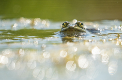 <i class='fa fa-user'></i>&nbsp;Truus Aletta Maan&nbsp;|  Groene kikker sp.&nbsp; <i class='fa fa-eye'>&nbsp;67</i> &nbsp;<i class='fa fa-thumbs-up'>&nbsp;1</i> &nbsp; <i class='fa fa-comment-o'>&nbsp;4</i>