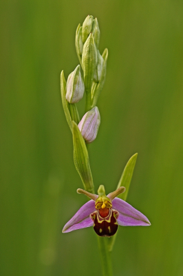 <i class='fa fa-user'></i>&nbsp;Cor&nbsp;|  Bijenorchis&nbsp; <i class='fa fa-eye'>&nbsp;89</i> &nbsp;<i class='fa fa-thumbs-up'>&nbsp;8</i> &nbsp; <i class='fa fa-comment-o'>&nbsp;6</i>