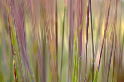 <i class='fa fa-user'></i>&nbsp;Nel R&nbsp;|  Bochtige Smele&nbsp; <i class='fa fa-eye'>&nbsp;89</i> &nbsp;<i class='fa fa-thumbs-up'>&nbsp;13</i> &nbsp; <i class='fa fa-comment-o'>&nbsp;11</i>