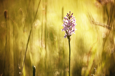 <i class='fa fa-user'></i>&nbsp;Pieter  LJ&nbsp;|  Handekenskruid sp.&nbsp; <i class='fa fa-eye'>&nbsp;98</i> &nbsp;<i class='fa fa-thumbs-up'>&nbsp;8</i> &nbsp; <i class='fa fa-comment-o'>&nbsp;6</i>