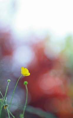 <i class='fa fa-user'></i>&nbsp;Ruben de Bruijn&nbsp;|  Scherpe Boterbloem&nbsp; <i class='fa fa-eye'>&nbsp;58</i> &nbsp; <i class='fa fa-comment-o'>&nbsp;6</i>