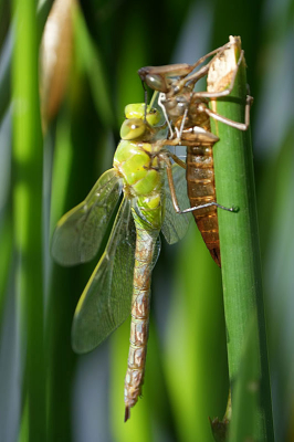 Het is voor mij persoonlijk zeer verleidelijk om steeds te zoeken naar de libellen die worden geboren.  Het is een groot wonder.  Het enige wat ik kan is er naar kijken en bewonderen.