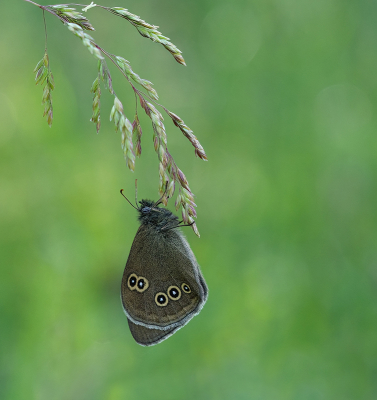 <i class='fa fa-user'></i>&nbsp;Jurgen Maassen&nbsp;|  Koevinkje&nbsp; <i class='fa fa-eye'>&nbsp;104</i> &nbsp;<i class='fa fa-thumbs-up'>&nbsp;9</i> &nbsp; <i class='fa fa-comment-o'>&nbsp;7</i>