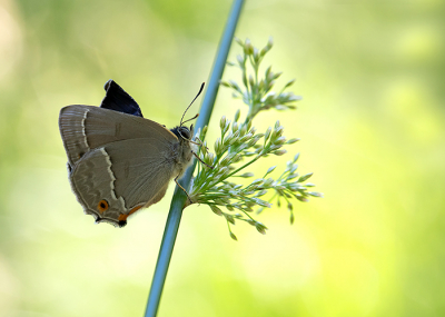 <i class='fa fa-user'></i>&nbsp;Tom&nbsp;|  Eikenpage&nbsp; <i class='fa fa-eye'>&nbsp;102</i> &nbsp;<i class='fa fa-thumbs-up'>&nbsp;12</i> &nbsp; <i class='fa fa-comment-o'>&nbsp;7</i>