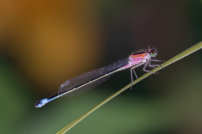 <i class='fa fa-user'></i>&nbsp;Louis56&nbsp;|  Lantaarntje&nbsp; <i class='fa fa-eye'>&nbsp;58</i> &nbsp; <i class='fa fa-comment-o'>&nbsp;2</i>