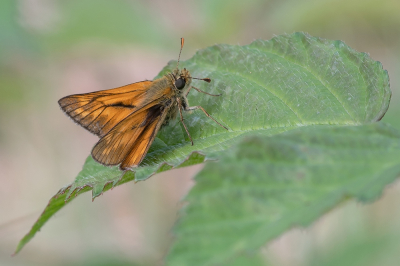 <i class='fa fa-user'></i>&nbsp;Johan van Gurp&nbsp;|  Groot Dikkopje&nbsp; <i class='fa fa-eye'>&nbsp;73</i> &nbsp;<i class='fa fa-thumbs-up'>&nbsp;7</i> &nbsp; <i class='fa fa-comment-o'>&nbsp;3</i>