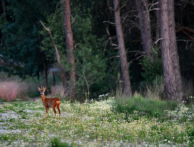 <i class='fa fa-user'></i>&nbsp;robert-jan&nbsp;|  Ree&nbsp; <i class='fa fa-eye'>&nbsp;100</i> &nbsp;<i class='fa fa-thumbs-up'>&nbsp;2</i> &nbsp; <i class='fa fa-comment-o'>&nbsp;2</i>