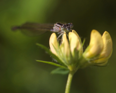 <i class='fa fa-user'></i>&nbsp;rixte&nbsp;|  Lantaarntje&nbsp; <i class='fa fa-eye'>&nbsp;58</i> &nbsp;<i class='fa fa-thumbs-up'>&nbsp;2</i> &nbsp; <i class='fa fa-comment-o'>&nbsp;3</i>