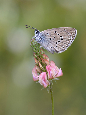 <i class='fa fa-user'></i>&nbsp;Mignon-Creative&nbsp;|  Berggentiaanblauwtje&nbsp; <i class='fa fa-eye'>&nbsp;74</i> &nbsp;<i class='fa fa-thumbs-up'>&nbsp;7</i> &nbsp; <i class='fa fa-comment-o'>&nbsp;3</i>