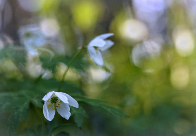 <i class='fa fa-user'></i>&nbsp;Nel R&nbsp;|  Bosanemoon&nbsp; <i class='fa fa-eye'>&nbsp;65</i> &nbsp; <i class='fa fa-comment-o'>&nbsp;7</i>