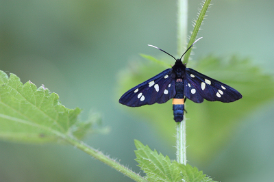 <i class='fa fa-user'></i>&nbsp;Paul Vandebroek&nbsp;|  Phegeavlinder&nbsp; <i class='fa fa-eye'>&nbsp;103</i> &nbsp;<i class='fa fa-thumbs-up'>&nbsp;8</i> &nbsp; <i class='fa fa-comment-o'>&nbsp;6</i>