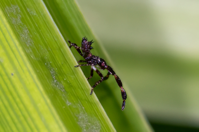 <i class='fa fa-user'></i>&nbsp;Louis56&nbsp;|  Zuringrandwants&nbsp; <i class='fa fa-eye'>&nbsp;82</i> &nbsp; <i class='fa fa-comment-o'>&nbsp;2</i>