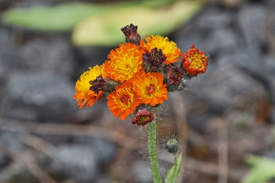 <i class='fa fa-user'></i>&nbsp;kooyammers&nbsp;|  Oranje Havikskruid&nbsp; <i class='fa fa-eye'>&nbsp;67</i> &nbsp;<i class='fa fa-thumbs-up'>&nbsp;1</i> &nbsp; <i class='fa fa-comment-o'>&nbsp;2</i>