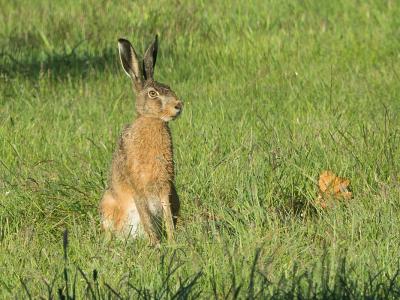 <i class='fa fa-user'></i>&nbsp;Truus Aletta Maan&nbsp;|  Haas&nbsp; <i class='fa fa-eye'>&nbsp;70</i> &nbsp;<i class='fa fa-thumbs-up'>&nbsp;1</i> &nbsp; <i class='fa fa-comment-o'>&nbsp;4</i>