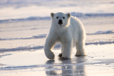 <i class='fa fa-user'></i>&nbsp;Arjen Drost&nbsp;|  IJsbeer&nbsp; <i class='fa fa-eye'>&nbsp;108</i> &nbsp;<i class='fa fa-thumbs-up'>&nbsp;3</i> &nbsp; <i class='fa fa-comment-o'>&nbsp;2</i>