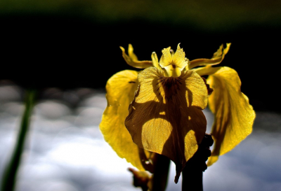 <i class='fa fa-user'></i>&nbsp;hesterb&nbsp;|  Gele Lis&nbsp; <i class='fa fa-eye'>&nbsp;52</i> &nbsp; <i class='fa fa-comment-o'>&nbsp;1</i>