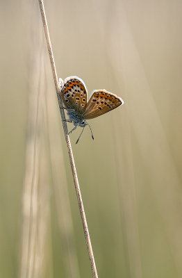 <i class='fa fa-user'></i>&nbsp;Tim Oord&nbsp;|  Heideblauwtje&nbsp; <i class='fa fa-eye'>&nbsp;43</i> &nbsp;<i class='fa fa-thumbs-up'>&nbsp;1</i> &nbsp; <i class='fa fa-comment-o'>&nbsp;2</i>