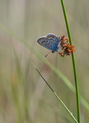 <i class='fa fa-user'></i>&nbsp;Tim Oord&nbsp;|  Heideblauwtje&nbsp; <i class='fa fa-eye'>&nbsp;49</i> &nbsp; <i class='fa fa-comment-o'>&nbsp;2</i>