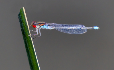 <i class='fa fa-user'></i>&nbsp;janvangastel&nbsp;|  Grote Roodoogjuffer&nbsp; <i class='fa fa-eye'>&nbsp;91</i> &nbsp; <i class='fa fa-comment-o'>&nbsp;2</i>