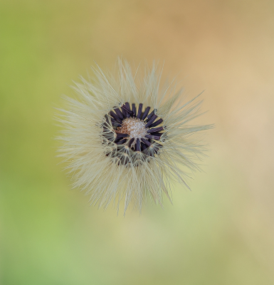 <i class='fa fa-user'></i>&nbsp;Tim Oord&nbsp;|  Muizenoor&nbsp; <i class='fa fa-eye'>&nbsp;63</i> &nbsp;<i class='fa fa-thumbs-up'>&nbsp;5</i> &nbsp; <i class='fa fa-comment-o'>&nbsp;5</i>